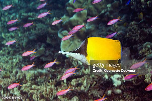 long-nosed butterflyfish and purple queen anthias (digital composite) - long nosed butterflyfish bildbanksfoton och bilder