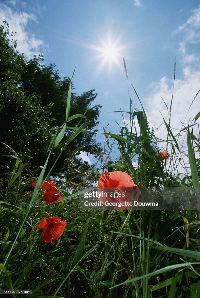 Common poppy (Papaver rhoeas)