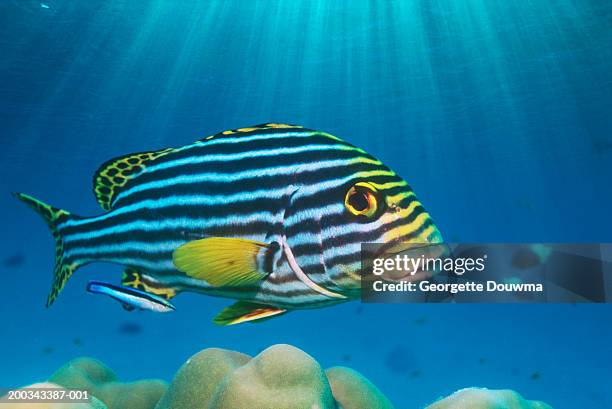 oriental sweetlips (plectorhinchus vittatus) with cleaner wrasse - pesce dottore foto e immagini stock