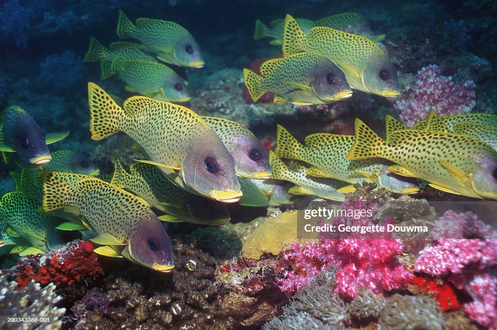 Blackspotted sweetlips (Plectorhinchus gaterinus) over coral