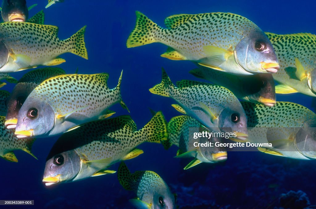 Blackspotted sweetlips (Plectorhinchus gaterinus)