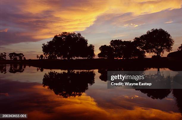 live oaks (quercus virginiana) around lake, sunrise - live oak tree stock pictures, royalty-free photos & images