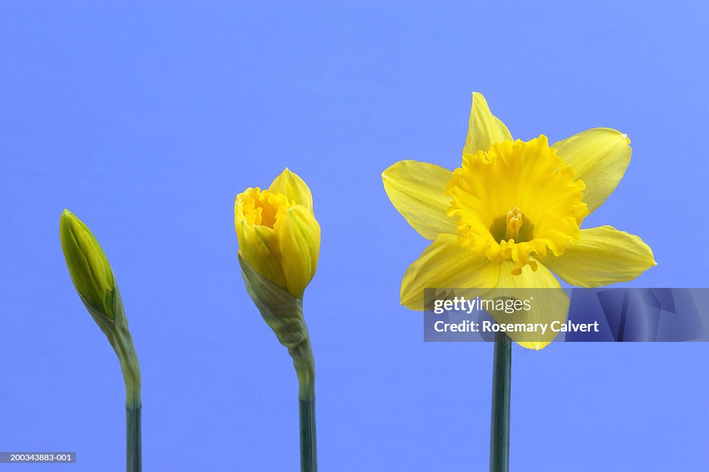 Three daffodils in row, close-up