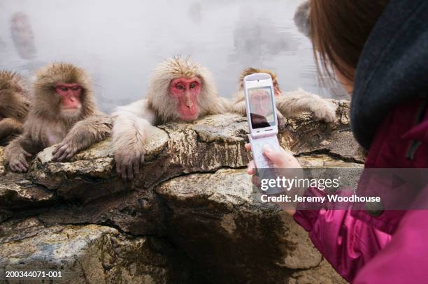 young woman photographing japanese macaques with camera phone - thermal camera foto e immagini stock