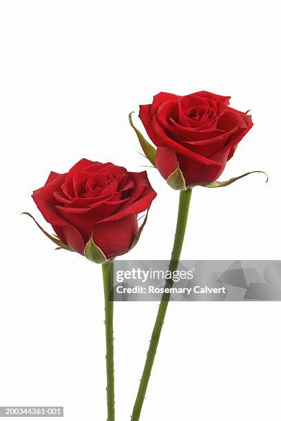 Long Red Roses Line 61 Long Stem Red Roses Stock Photos, High-Res Pictures, and Images ...