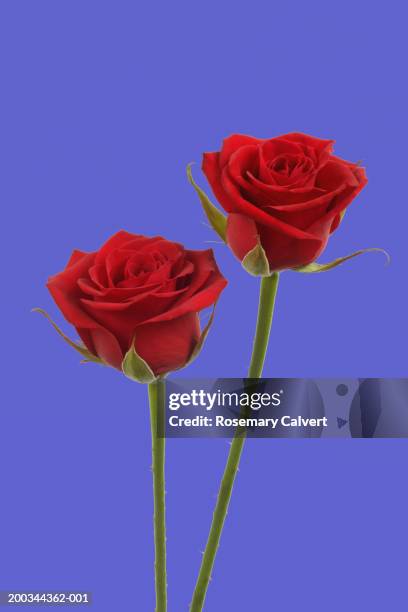 Long Red Roses Line 72 Long Stemmed Red Roses Stock Photos, High-Res Pictures, and Images ...