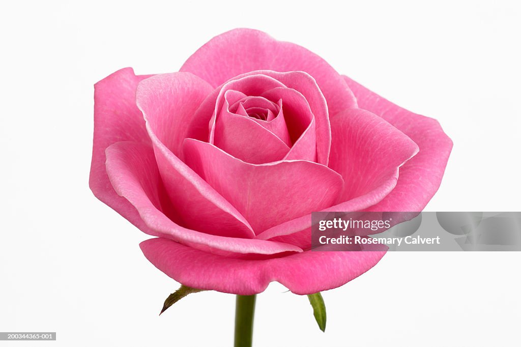 Pink rose (rosa sp.) against white background, close-up