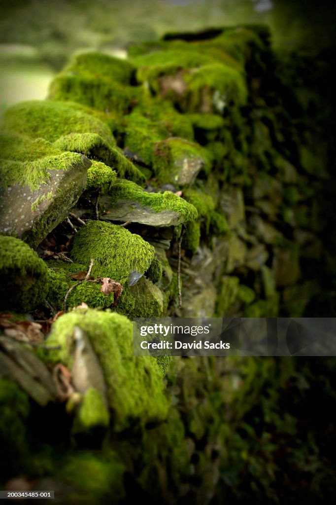 Moss on stone wall, close-up