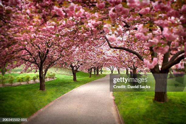cherry trees blossoming in park, spring - cerejeira árvore frutífera - fotografias e filmes do acervo