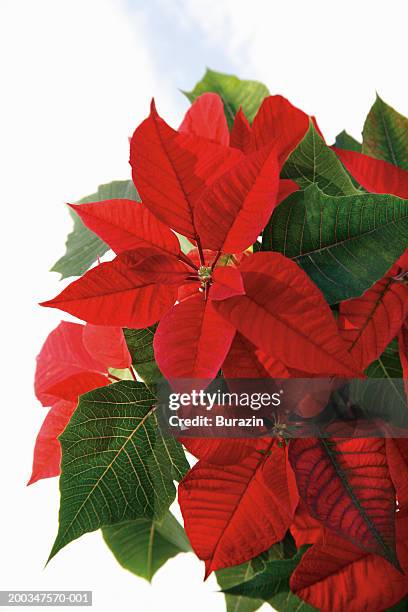 poinsettia plant (euphorbia pulcherrima) - poinsettia stock pictures, royalty-free photos & images