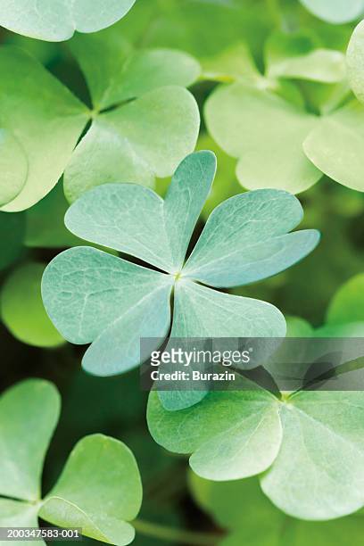 patch of four-leaf clovers, close-up - clover leaf shape stock pictures, royalty-free photos & images