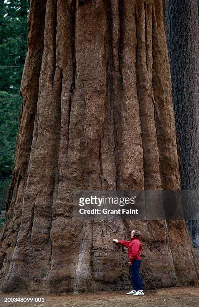 man standing at base of giant redwood (sequoia sempervirens) - sequoia stockfoto's en -beelden
