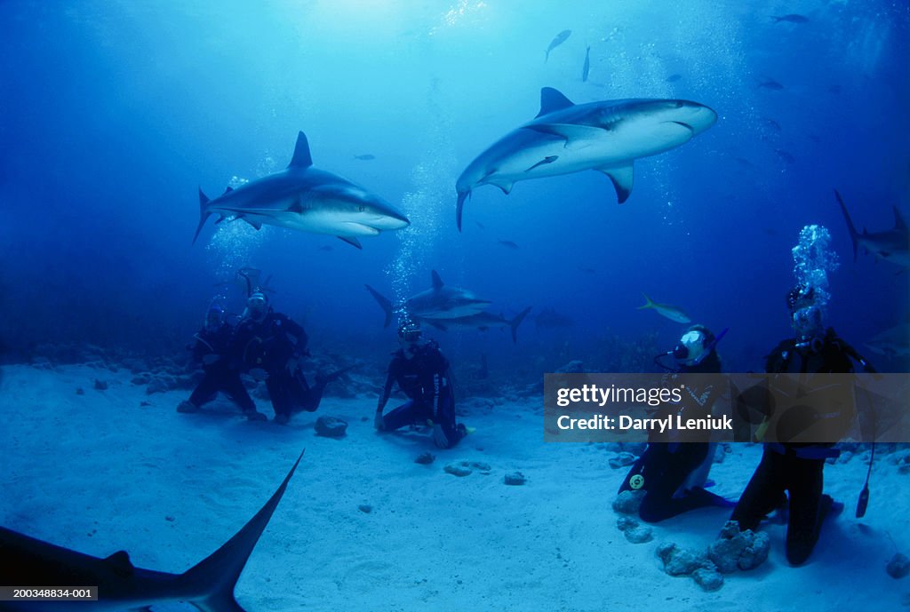 Divers with Caribbean reef sharks, underwater view