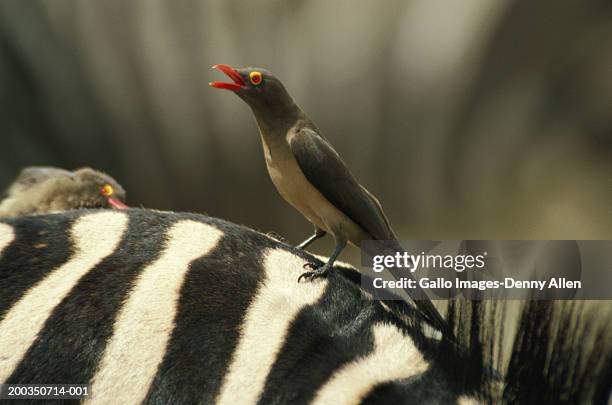 red-billed oxpecker (buphagus erythorhynchus)  on zebra - picoteador de pico rojo fotografías e imágenes de stock