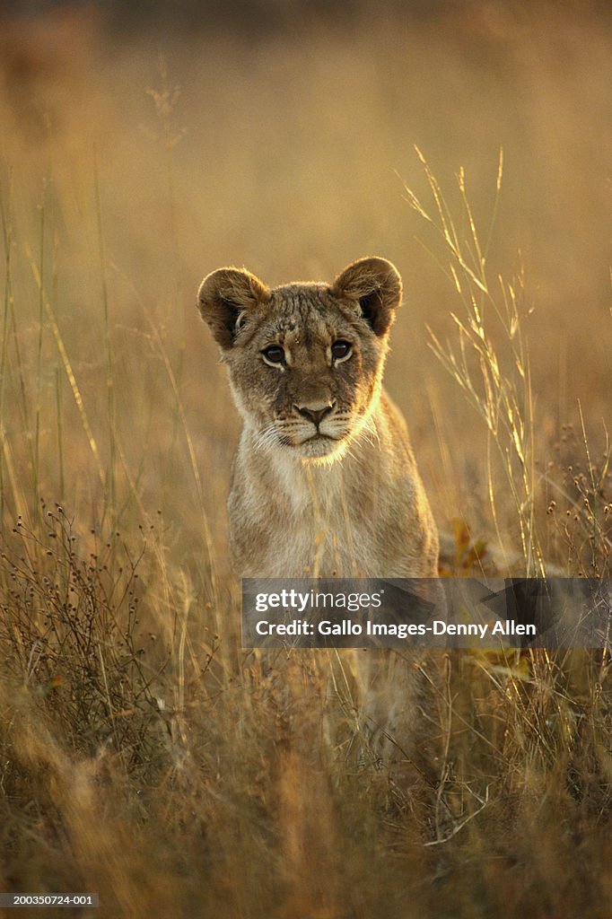 Lion cub (Panthera leo)