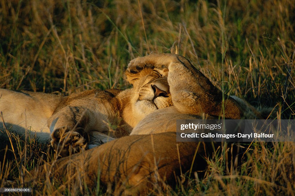 Two lions (Panthera leo) lying on grass