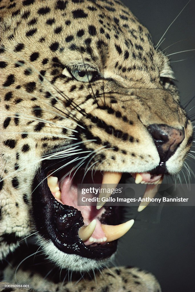 Leopard (Panthera pardus) snarling, close-up