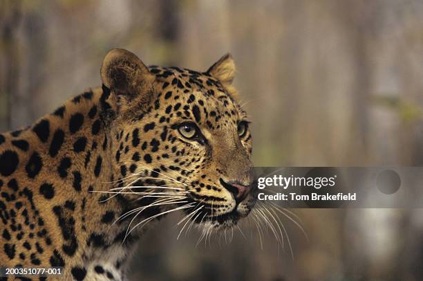 amur leopard (panthera pardus orientalis), headshot, siberia, asia - amur leopard stock-fotos und bilder