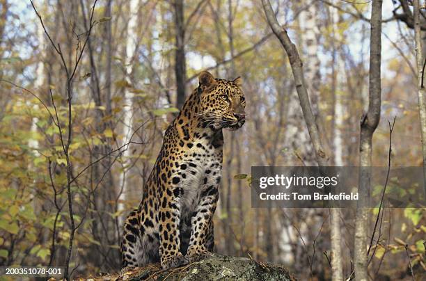amur leopard (panthera pardus orientalis) sitting in forest, siberia, asia - amur leopard stock pictures, royalty-free photos & images