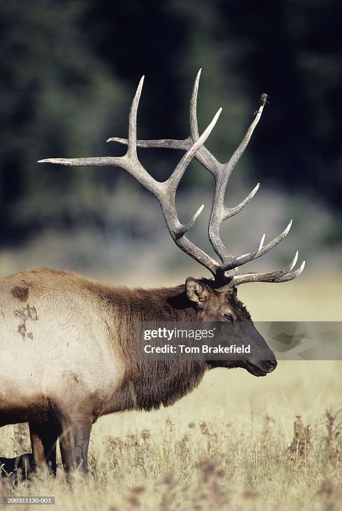 Large elk bull, side view