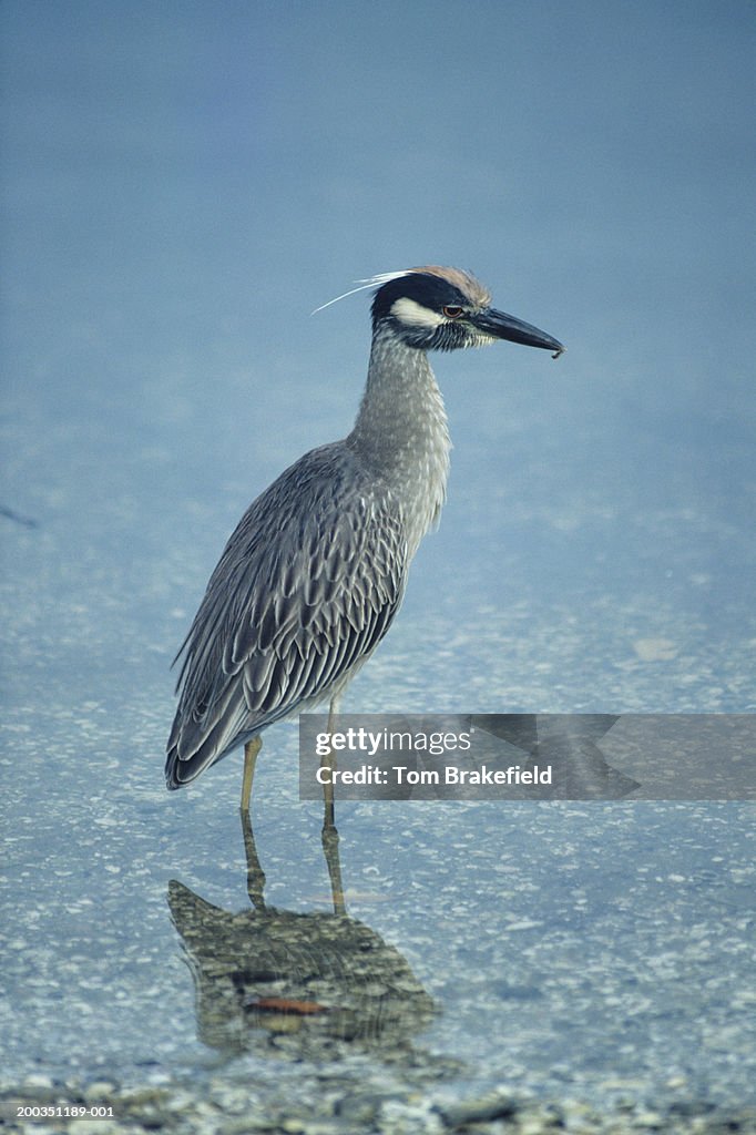 Yellow-crowned night heron, North America