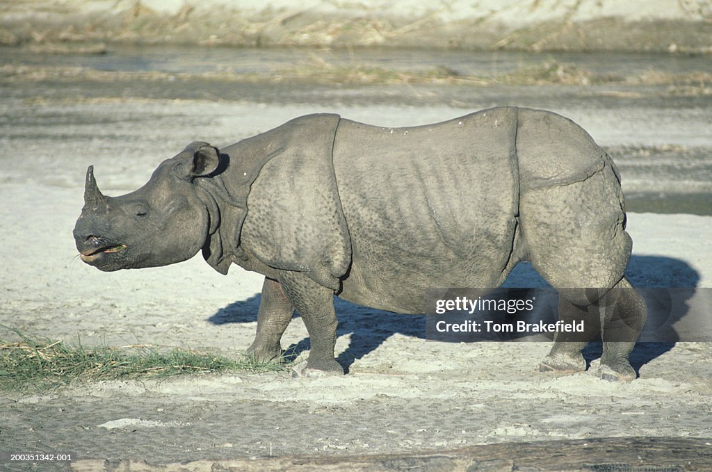 Great Indian one-horned rhino, Asia