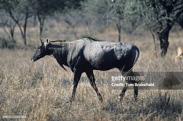 304 Nilgai Photos and Premium High Res Pictures - Getty Images