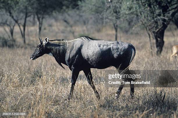 304 Nilgai Photos and Premium High Res Pictures - Getty Images 304 Nilgai Photos and Premium High Res Pictures - Getty Images