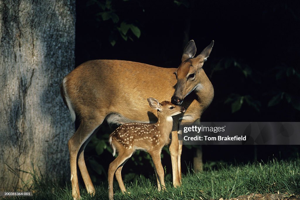 Whitetail deer doe and fawn