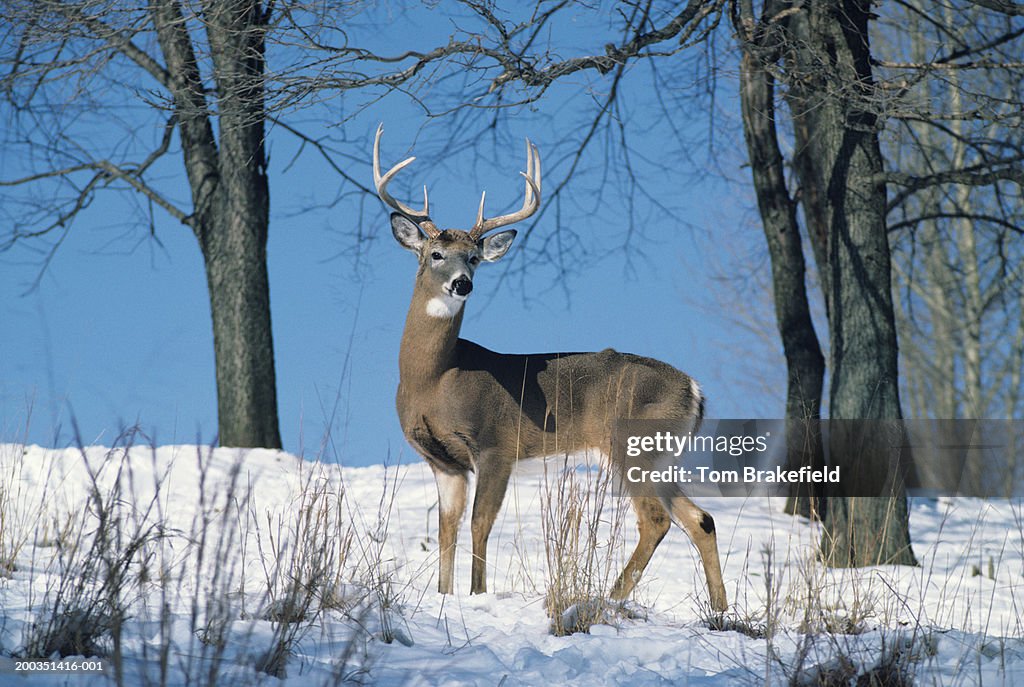 Large whitetail deer buck on snowy hillside