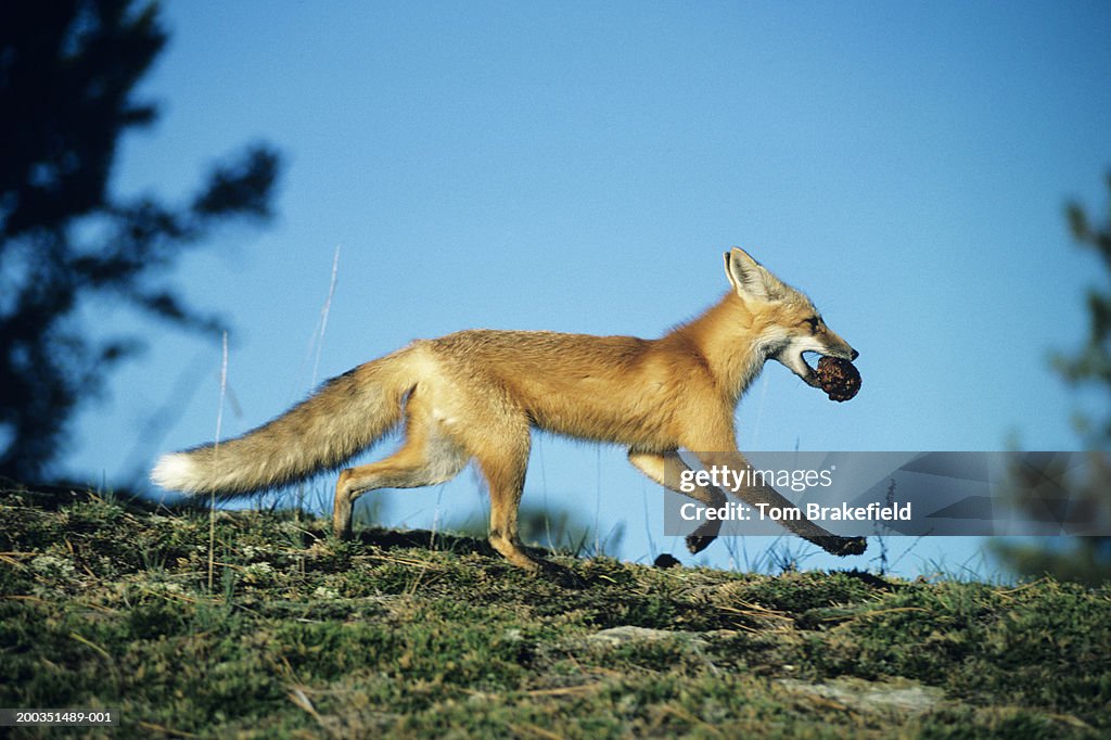 Red fox running with pinecone