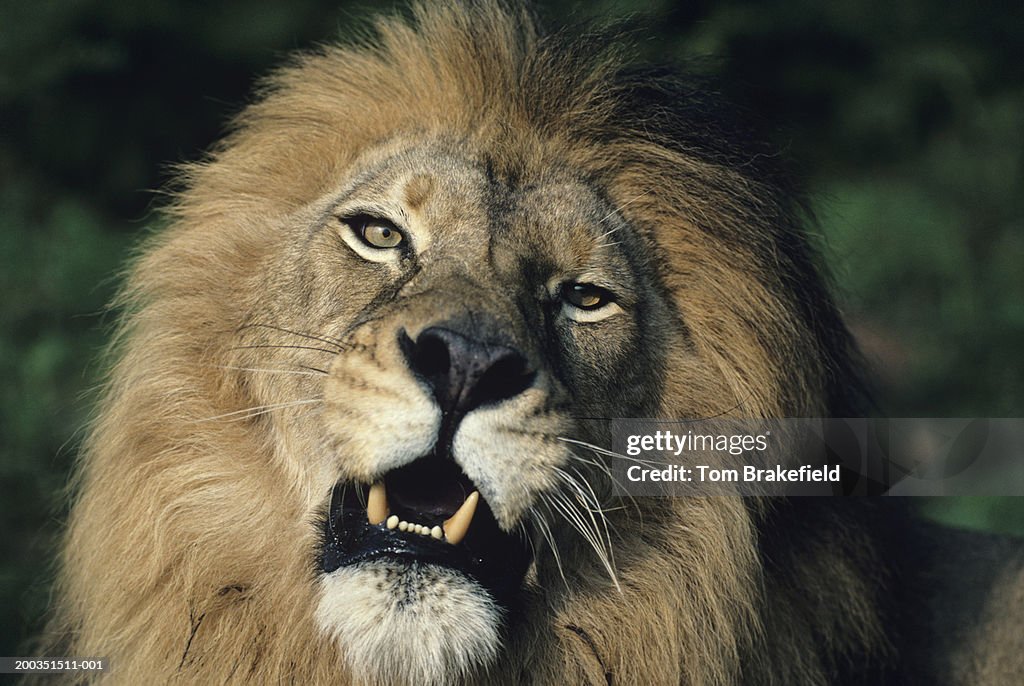 Big black-maned male African lion, headshot, Africa