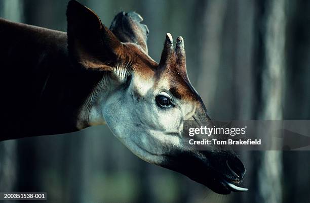 107 Okapi Africa Stock Photos, High-Res Pictures, and Images - Getty Images