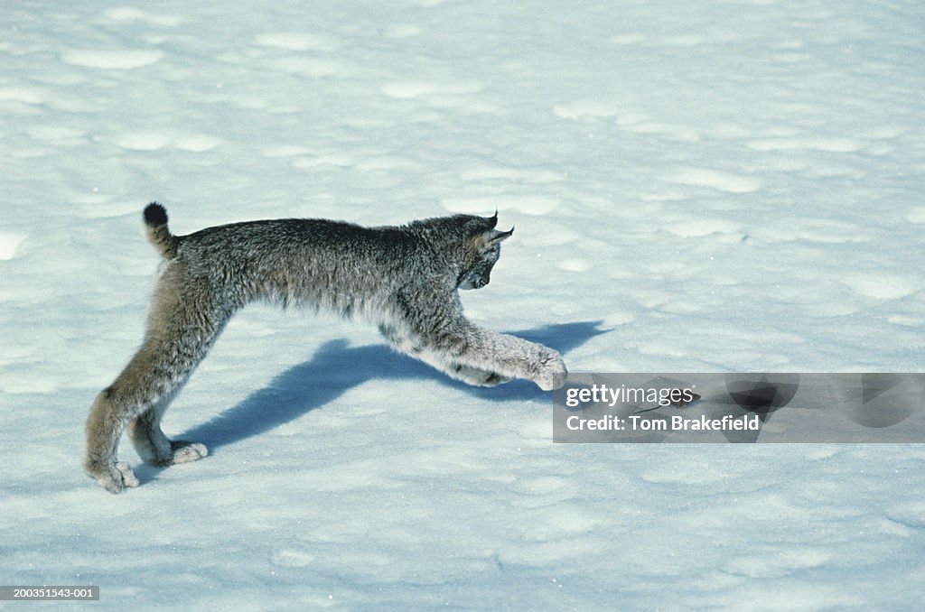 Canada lynx chasing mouse on bright snow