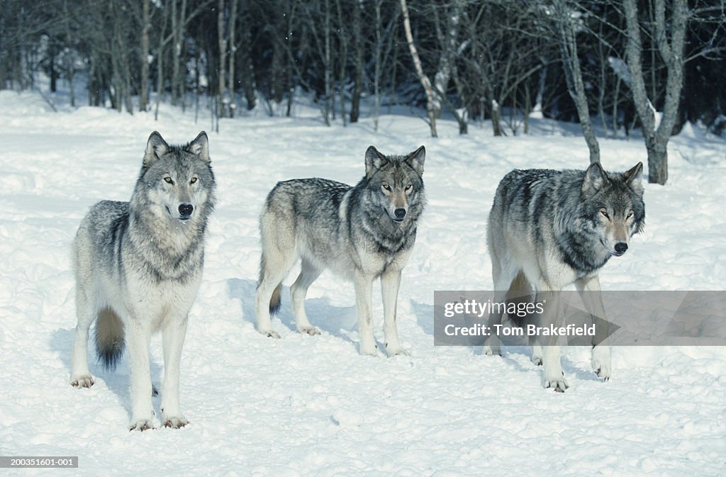 Pack of wolves at edge of snowy forest