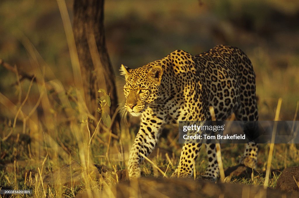 African leopard (Panthera pardus) stalking, Kenya, Africa