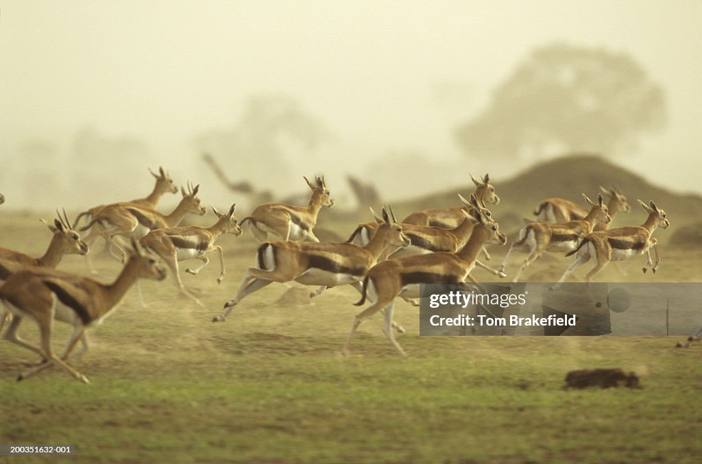 Thomson's gazelle running, Africa
