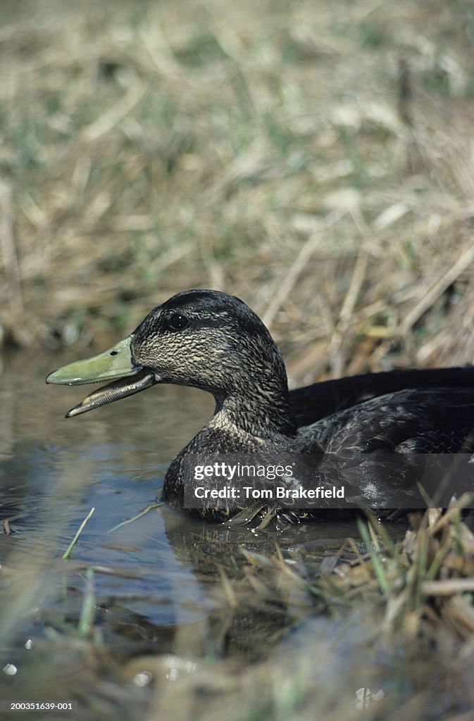 Shell Drake Duck Drake Black Duck