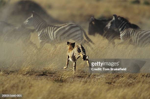 cheetah stampeding with zebras and wildebeests - cheetah zebras stock pictures, royalty-free photos & images