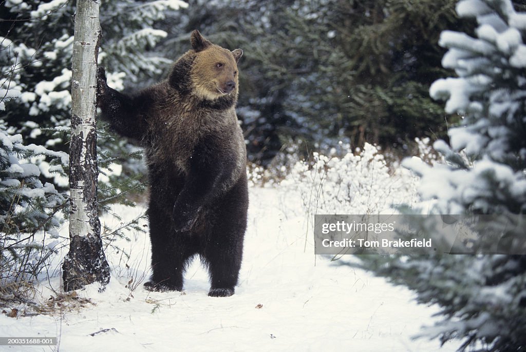 Grizzly bear standing beside snowy tree