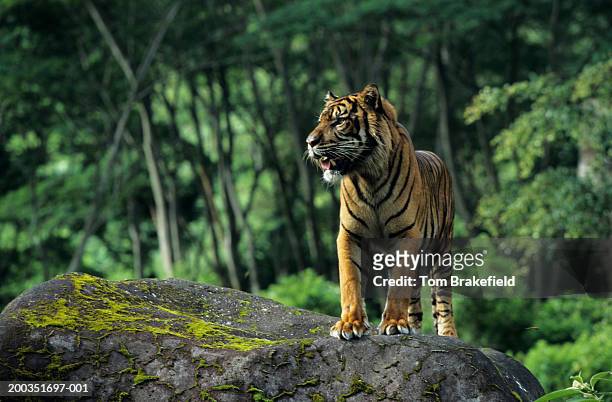sumatran tiger (panthera tigris sumatrae) standing on rock, indonesia - sumatran tiger stock pictures, royalty-free photos & images