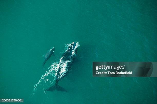 southern right whale cow with calf, aerial view, argentina - southern right whale stock pictures, royalty-free photos & images