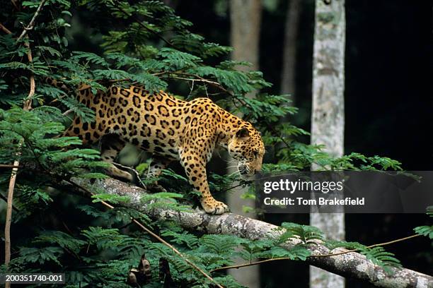 jaguar (panthera onca) in tree - jaguar stock pictures, royalty-free photos & images