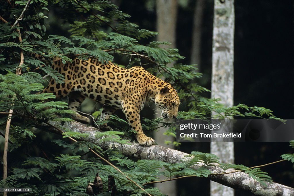 Jaguar (Panthera onca) in tree