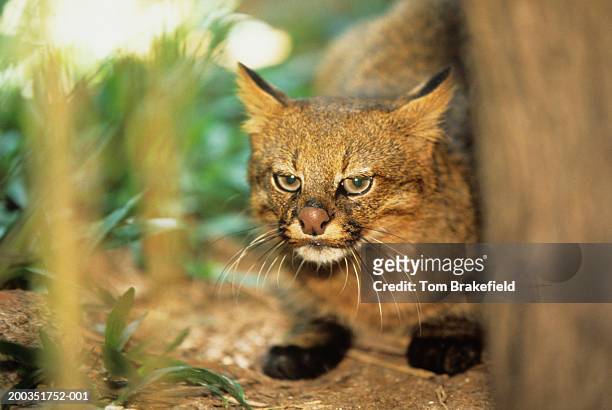 pampas cat (felis colocolo), close-up - gatto delle pampas foto e immagini stock