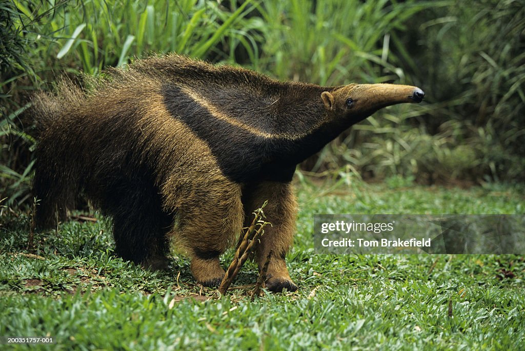 Giant anteater (Myrmecophaga tridactyla), Central or South America