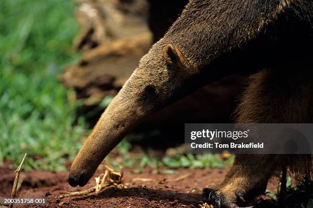 Giant Anteater Closeup Central Or South America, Photo