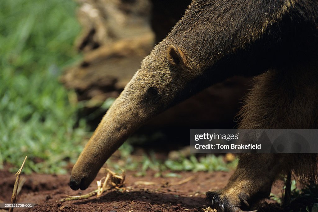Giant anteater (Myremcophaga tridactyla), close-up, Central or South America