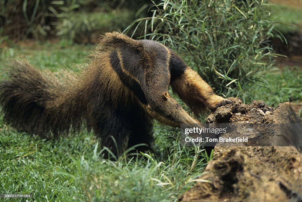 Giant anteater (Myrmecophaga tridactyla) ripping open log for insects, Central or South America