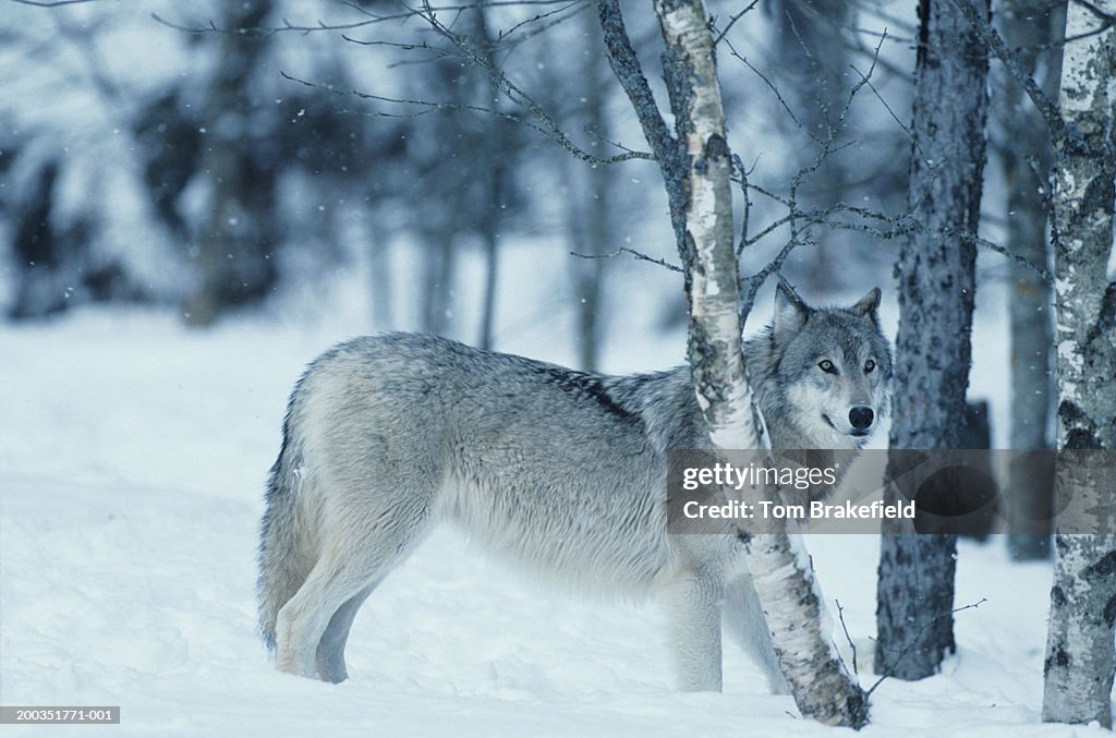 Wolf (Canis lupus) during Winter